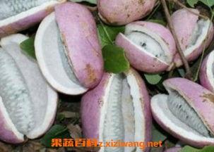 教你吃八月瓜视频大全免费观看